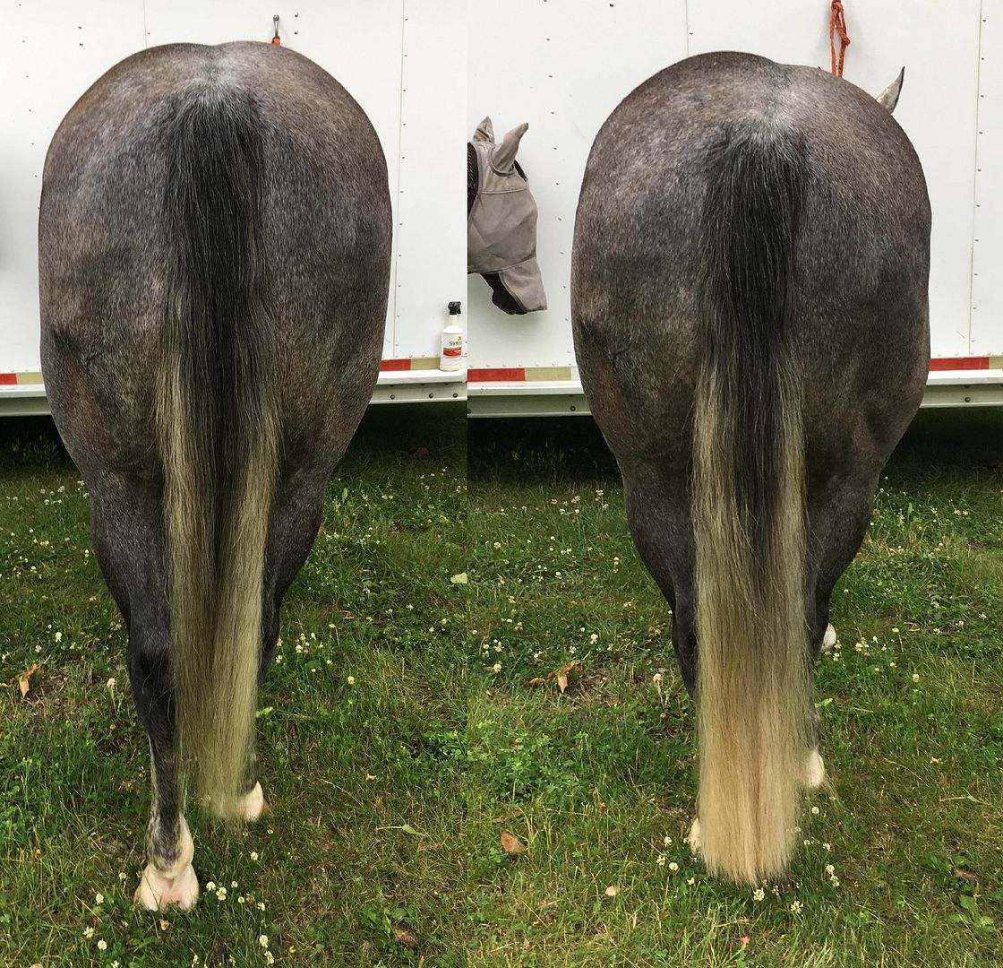Tail Extensions The Horse Forum